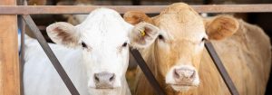 Two cows standing side-by-side