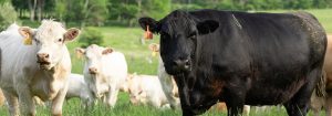 Beef cattle grazing in a PEI field