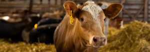 A Curious Charolais cow in a barn.